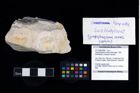 Foto (Objekt + Etikett) von Gyclosphaeroma remesi (Bachmayer, 1955)  (NHMW-GEO-2017-0089-0008)